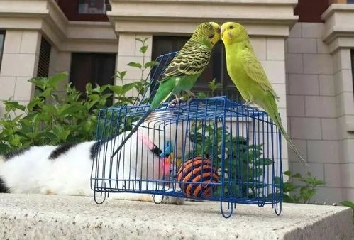 抖音爆紅 花布背鳥遛彎，萌趣寵物日常引發290萬點贊